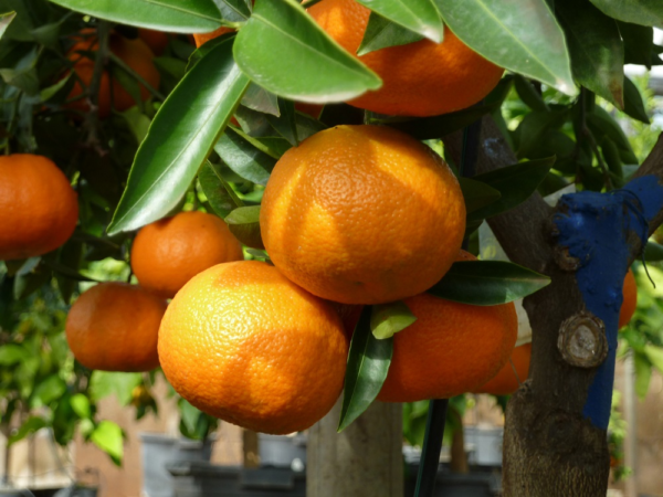 Mandarina Nova