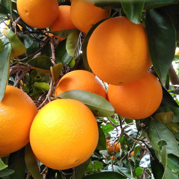 Naranja Lane Late (Naranja Dulce de Ombligo)