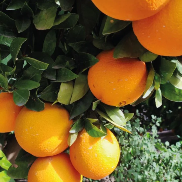 Naranja New Hall (Naranja Dulce de Ombligo)