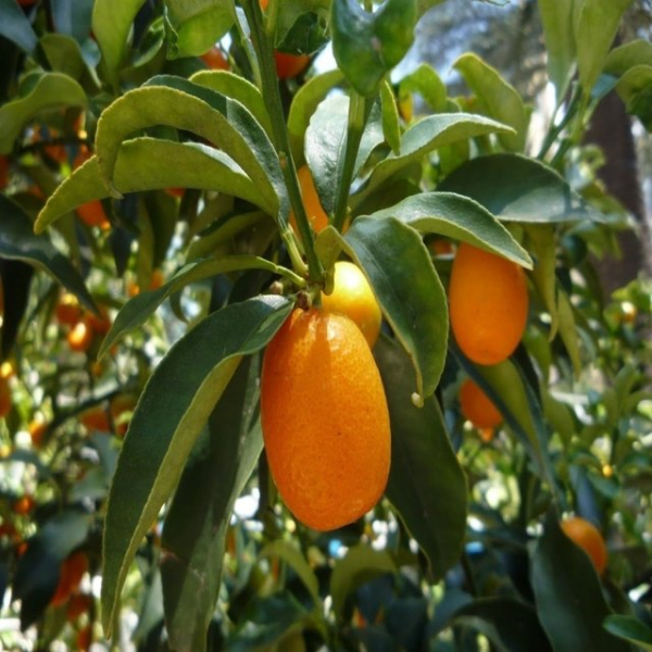 Quinoto