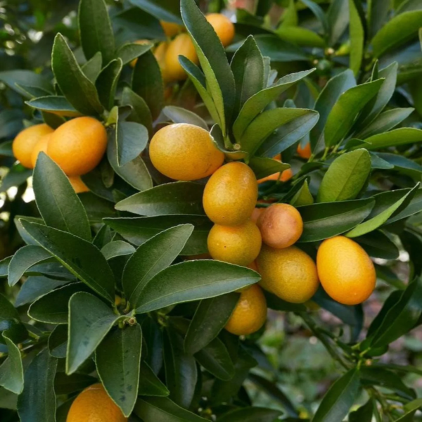 Kumquat