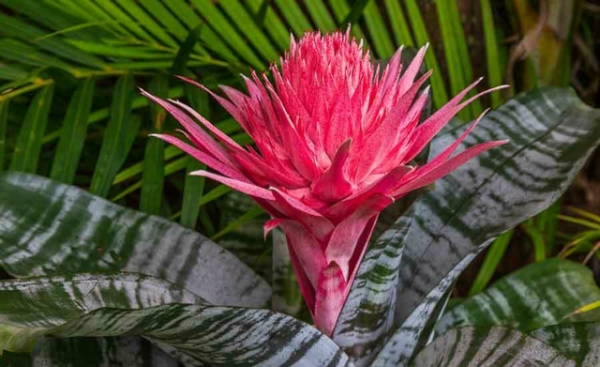 Aechmea fasciata M15