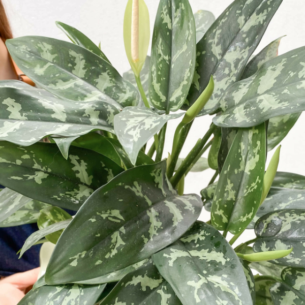 Aglaonema María M13