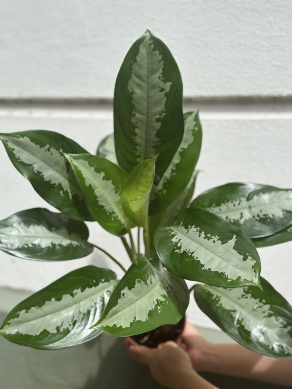 Aglaonema Pattaya M15