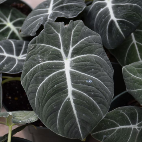 Alocasia Black M12