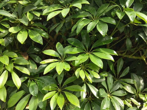 Aralia Scheflera M12