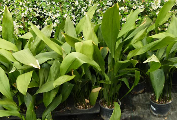 Aspidistra 4 LTS Hoja de Salón