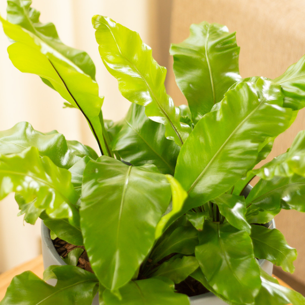 Asplenium 3 LTS
