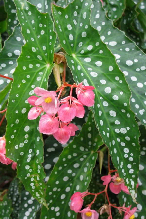Begonia Ángel M12