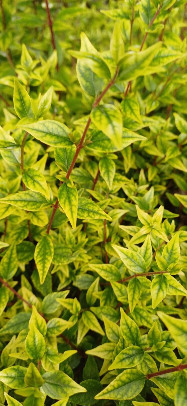 Abelia Grandiflora Dorada 4 LTS - Imagen 2
