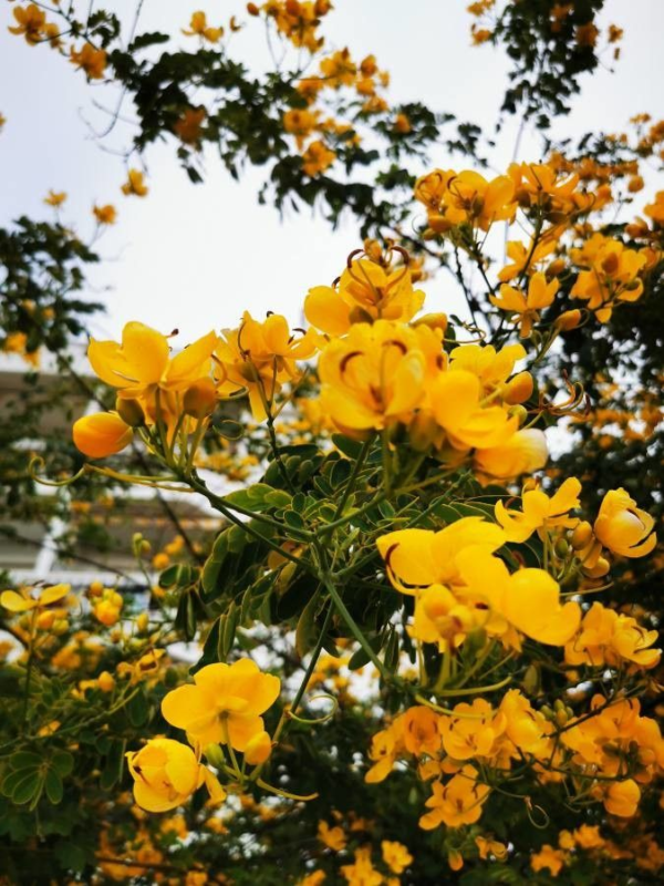 Acacia Corymbosa 10 LTS
