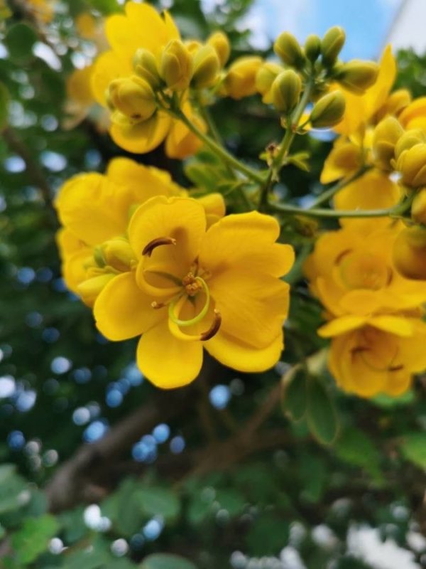 Acacia Corymbosa 10 LTS - Imagen 2