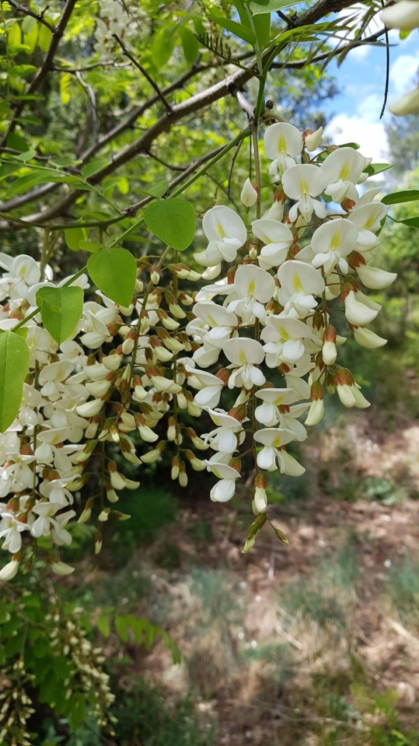 Acacia Frisia 15 LTS - Imagen 2
