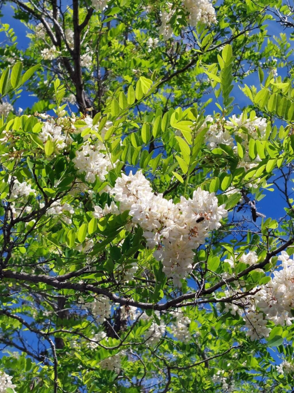 Acacia Frisia 15 LTS