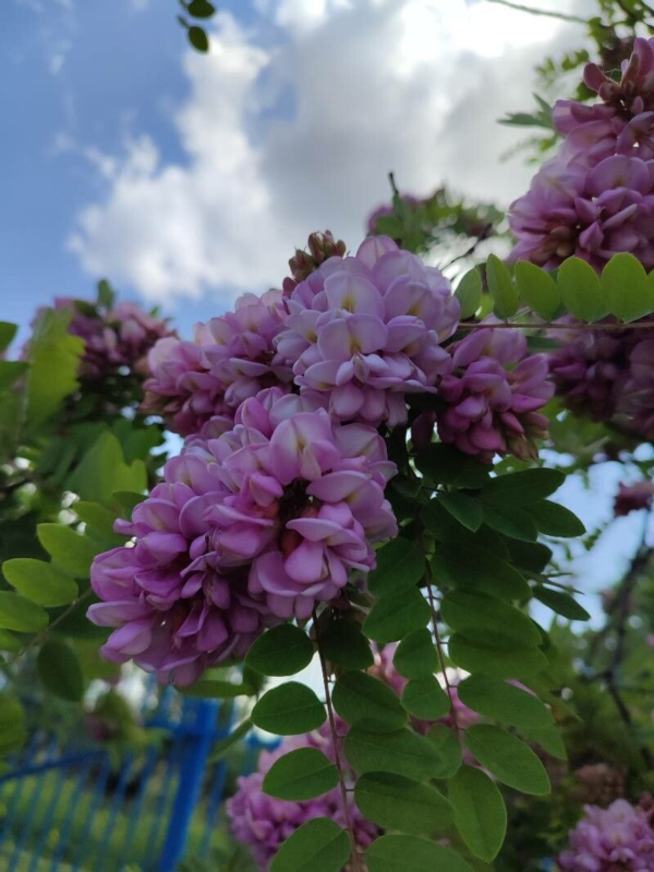 Acacia Robinia Bella Rosea 15 LTS - Imagen 2