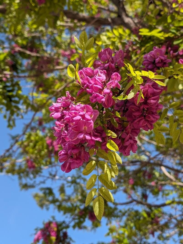 Acacia Robinia Bella Rosea 15 LTS
