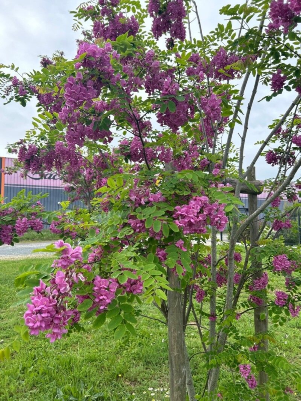 Acacia Robinia Bella Rosea 15 LTS - Imagen 3