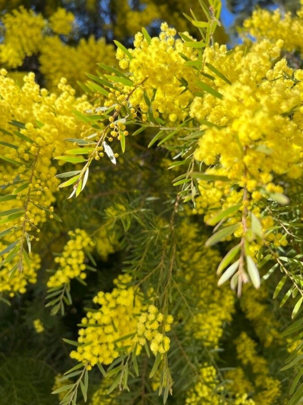 Acacia Trinervis 4 LTS - Imagen 2