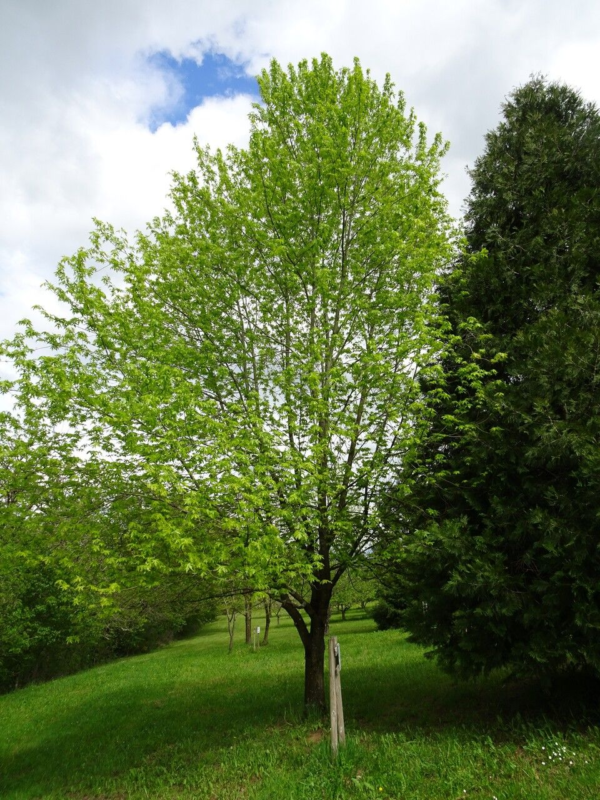 Acer Saccharinum 15 LTS
