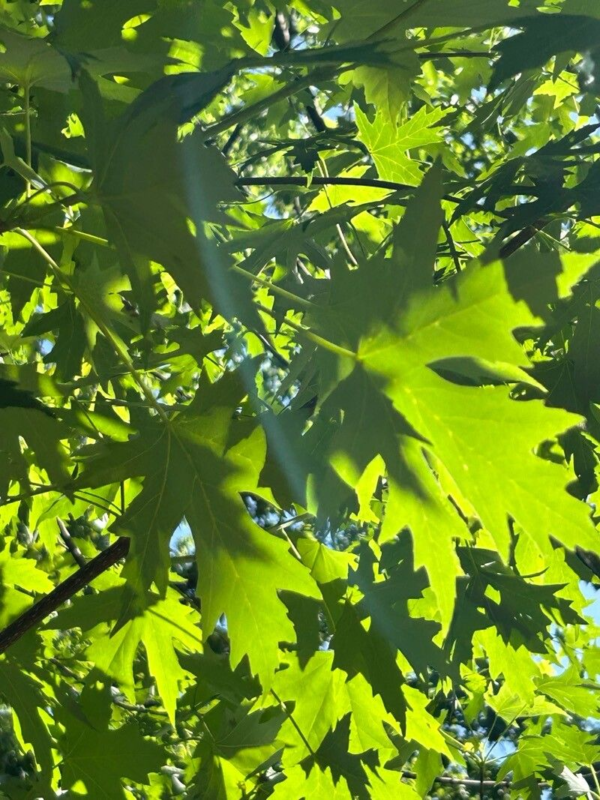 Acer Saccharinum 15 LTS - Imagen 2