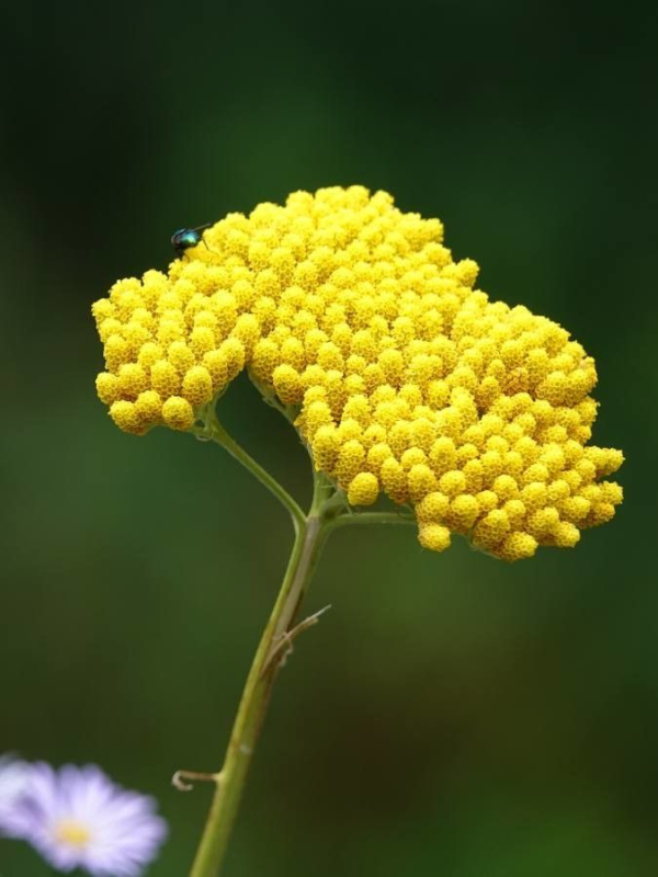 Achillea 3 LTS