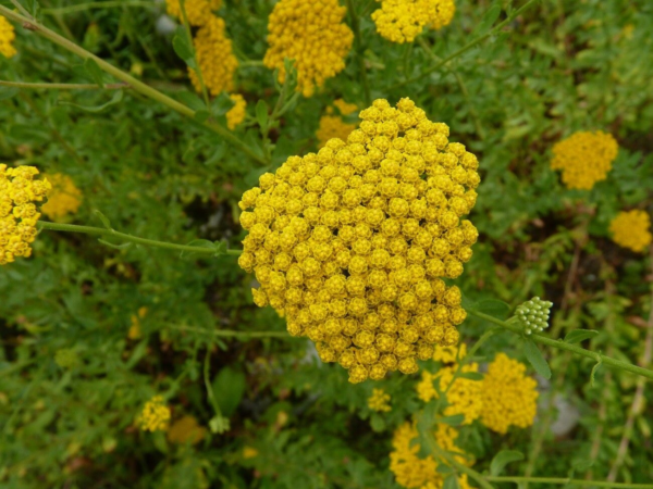 Achillea 3 LTS - Imagen 2