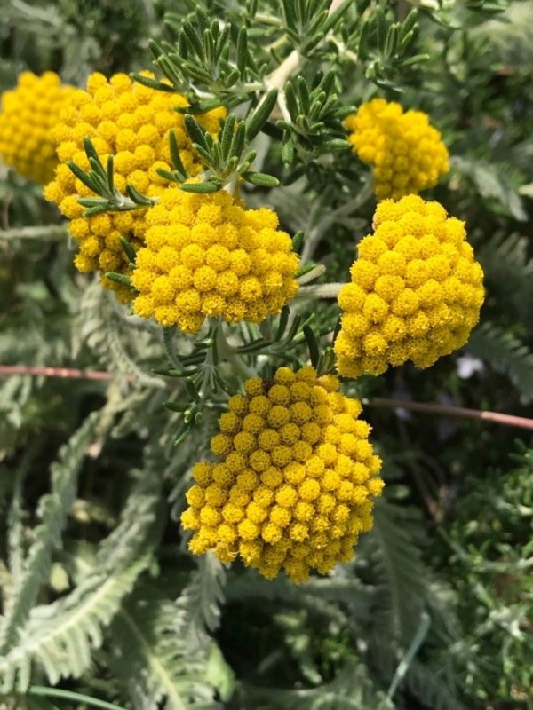 Achillea 3 LTS - Imagen 3
