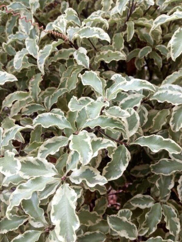 Pittosporum aureo garnetti