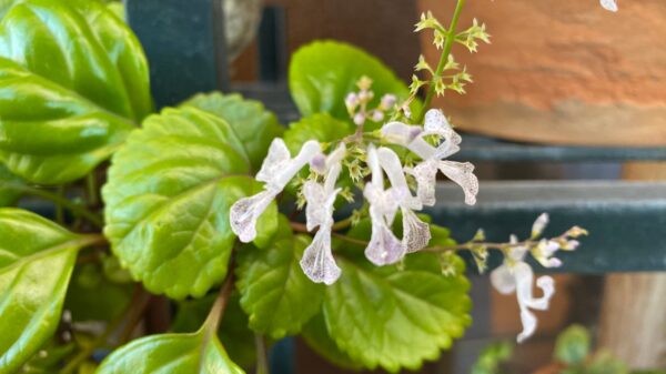 Planta del Dinero - Plectranthus 3 LTS - Imagen 2