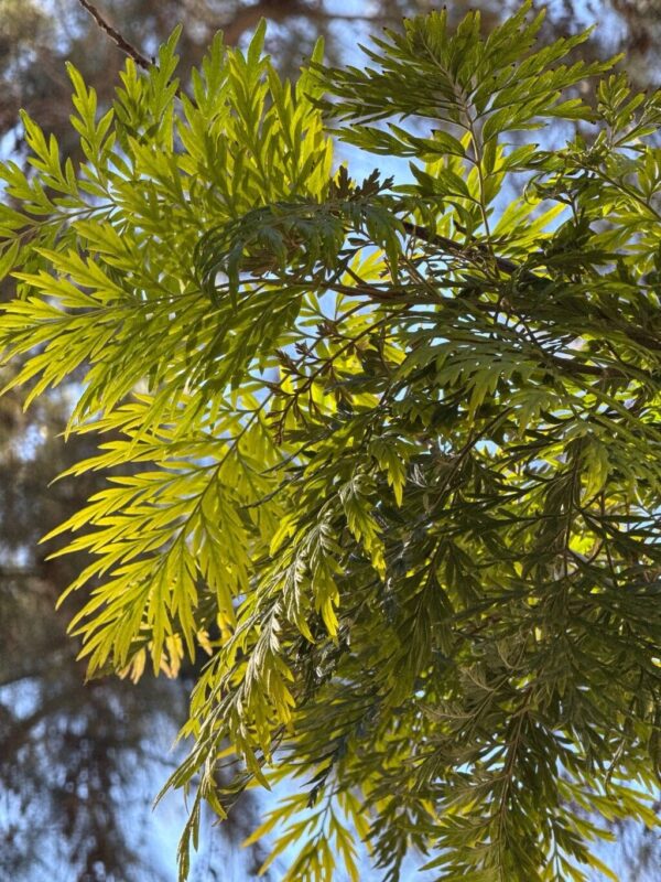 Roble australiano - Gravillea robusta - Imagen 2