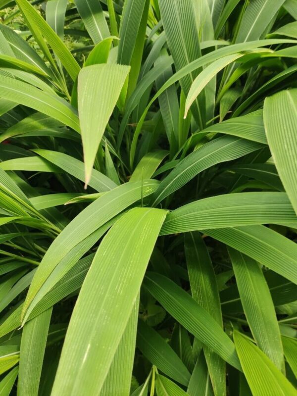 Pasto Palmera 3 LTS