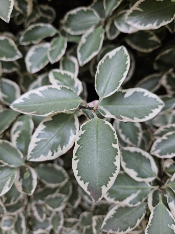 Pittosporum aureo garnetti - Imagen 3