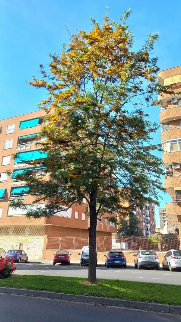 Roble australiano - Gravillea robusta - Imagen 3