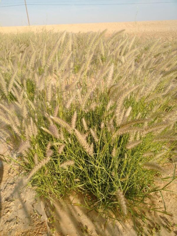 Cola de Zorro - Pennisetum rupelli 3 LTS - Imagen 2