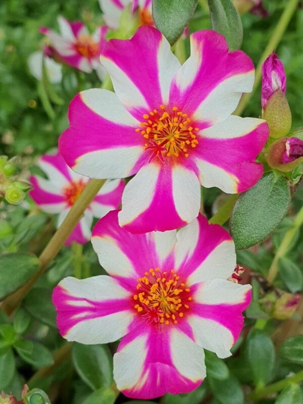 Portulaca - Imagen 3
