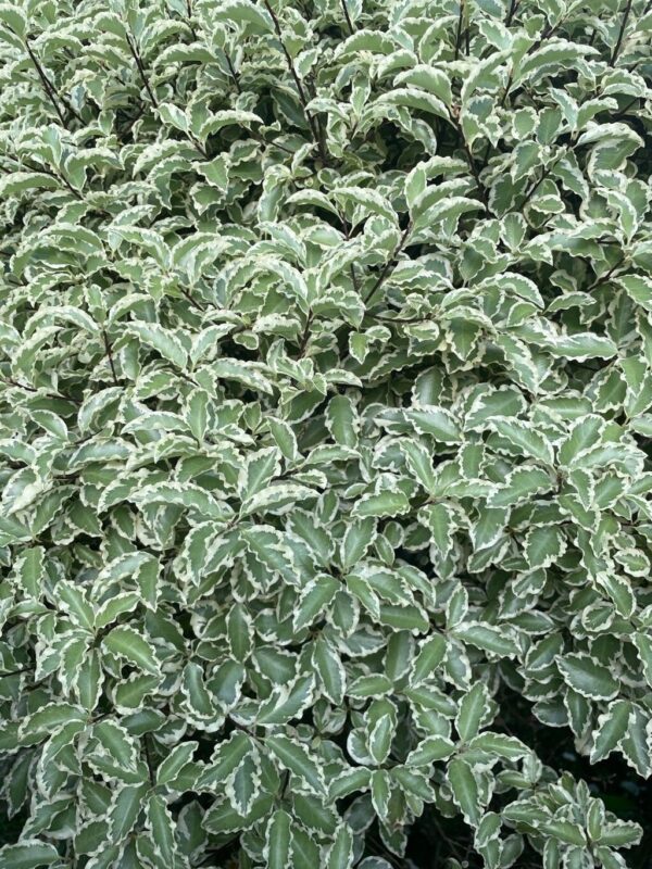 Pittosporum aureo garnetti - Imagen 2