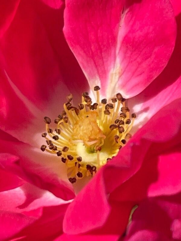 Rosa Pendula 15 LTS - Imagen 3
