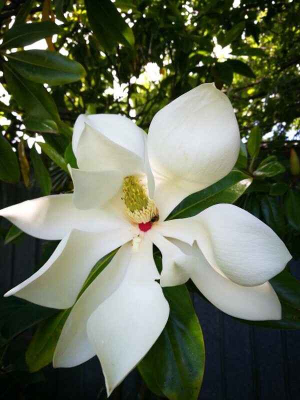 Magnolia grandiflora 15 LTS - Imagen 2