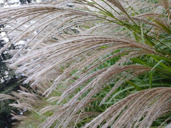 Miscanthus 3 LTS - Imagen 2