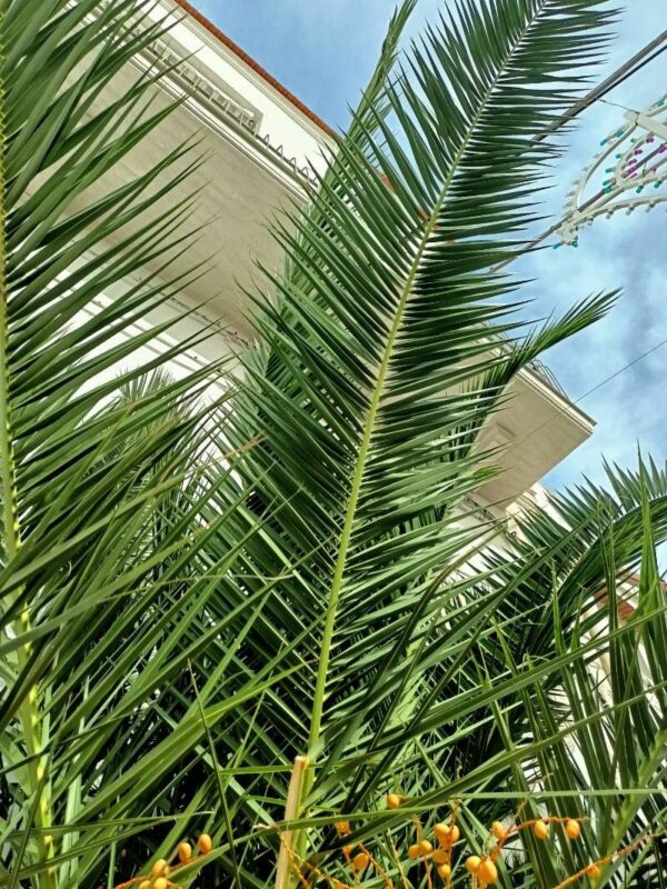 Phoenix Canariensis
