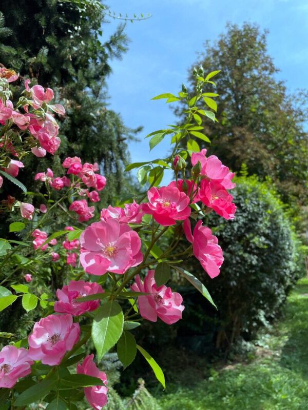 Rosa Pendula 15 LTS - Imagen 2