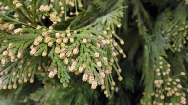 Libocedrus Aureo 10 LTS