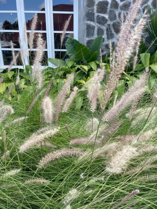 Pennisetum Villosum 3 LTS - Imagen 3