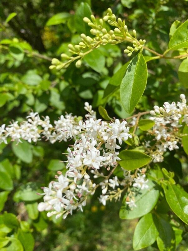 Ligustrina Amarilla - Ligustrum sinense aurea 3 LTS
