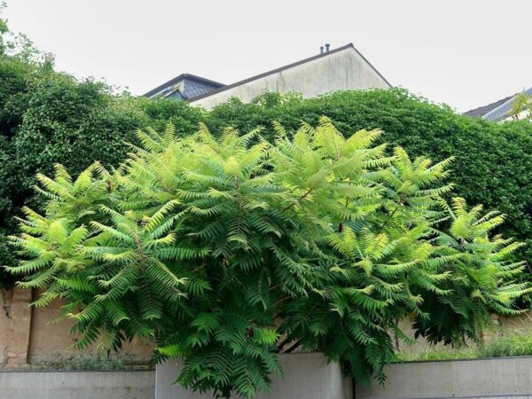 Rhuss typhina 10 LTS - Imagen 4
