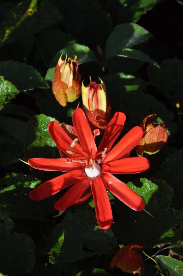 Passiflora Roja 4 LTS - Imagen 2