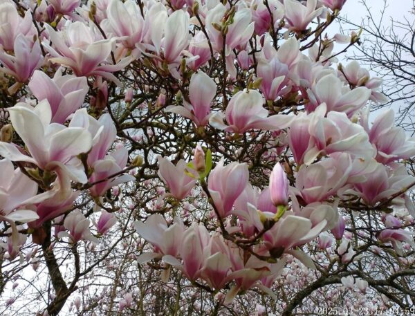 Magnolia Púrpura 3 LTS - Imagen 2