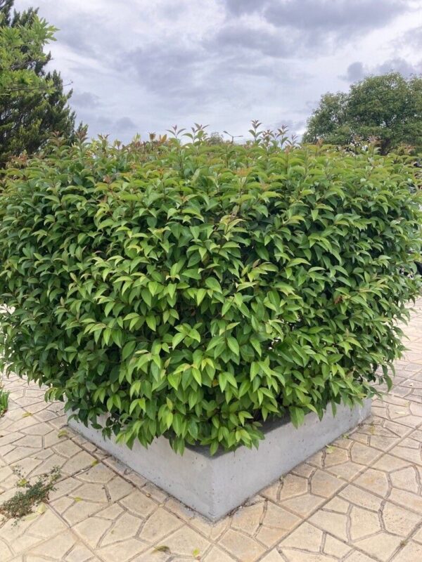 Olea texana amarilla - Ligustrum texanum aurea 4 LTS - Imagen 3