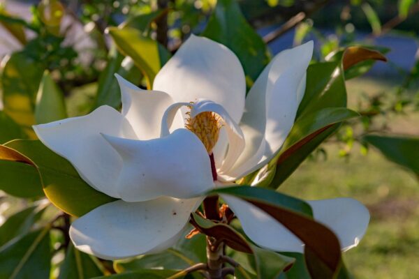 Magnolia grandiflora 15 LTS