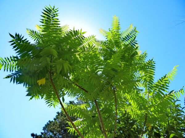 Rhuss typhina 10 LTS - Imagen 3
